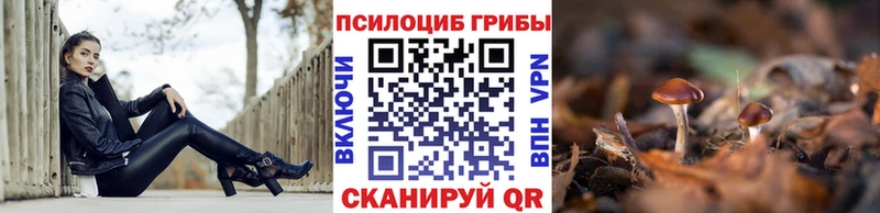 Галлюциногенные грибы Psilocybine cubensis  Лодейное Поле 